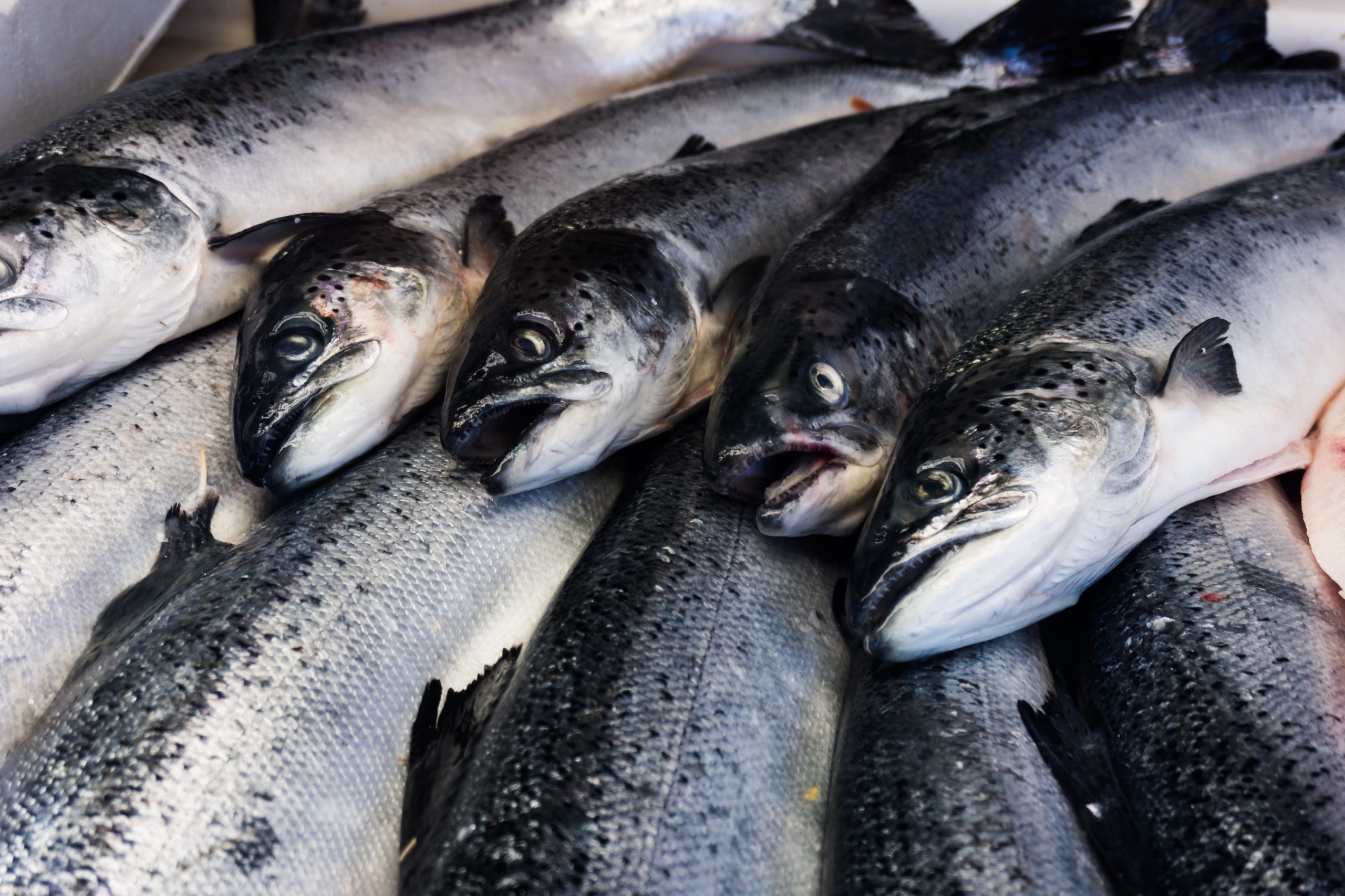 Tips for Choosing a Salmon Supplier in Bali