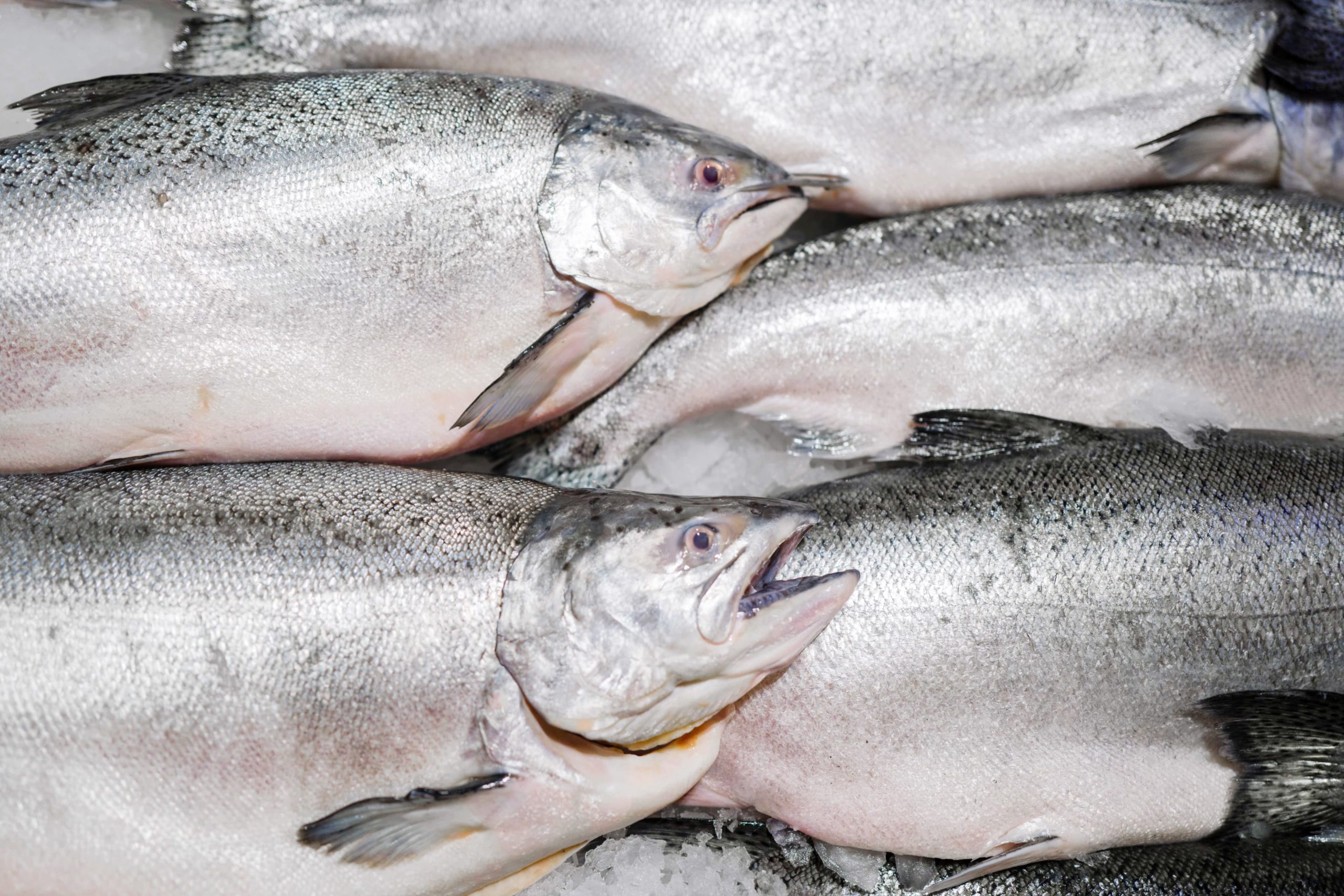 8 Tips for Choosing a Salmon Supplier in Bali