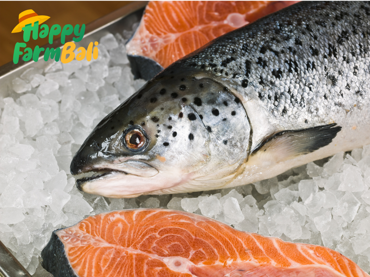 Salmon Trout Supplier in Bali