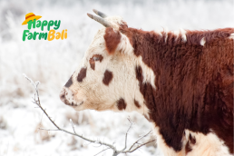Frozen Meat