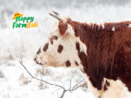 Frozen Meat