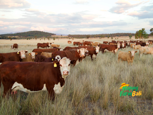 Top Secrets to Choosing a Beef Supplier to Culinary Industry