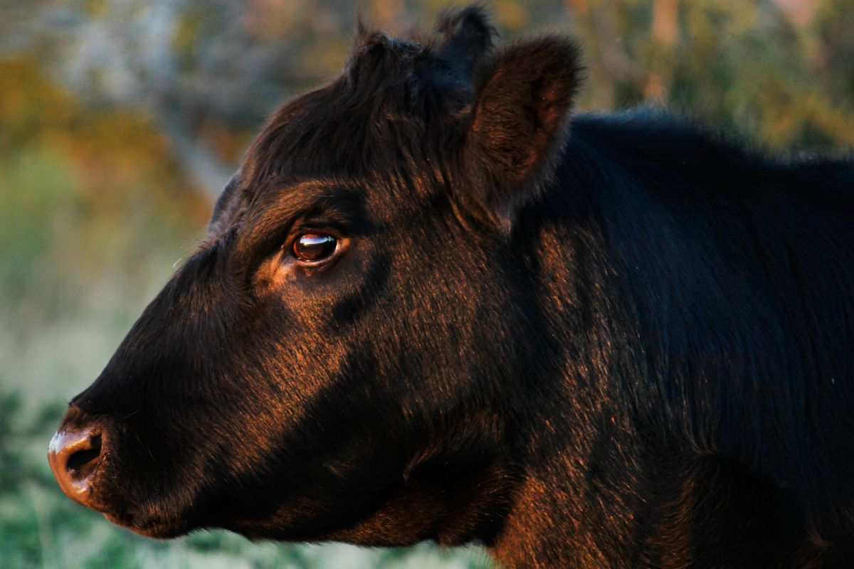 Black Angus Beef Product