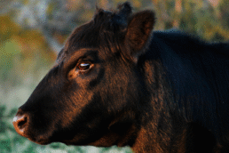 Black Angus Beef Product