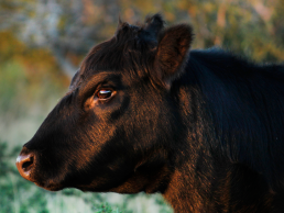 Black Angus Beef Product
