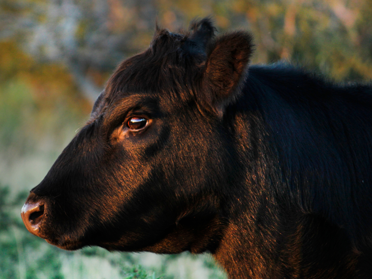 Black Angus Beef Product