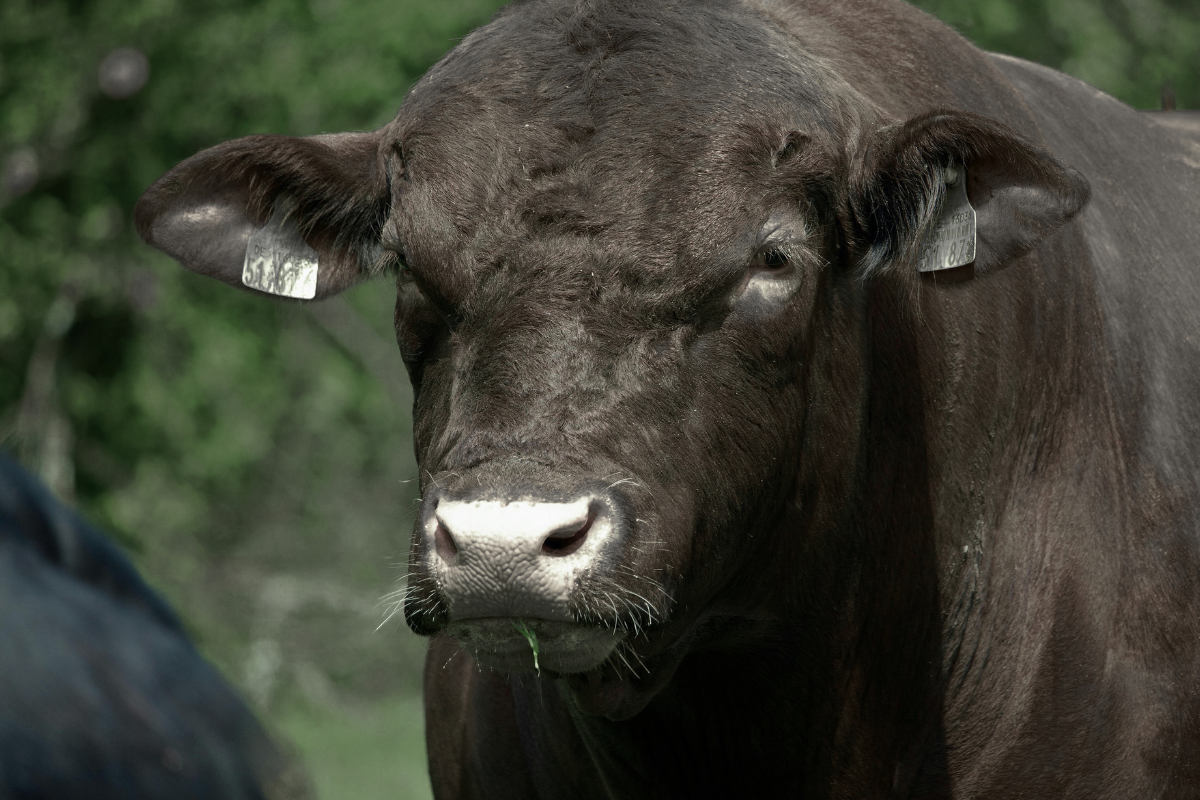 Black Angus Beef Product