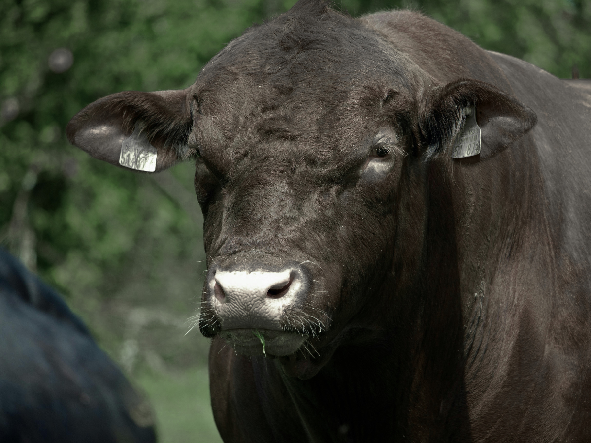 Black Angus Beef Product
