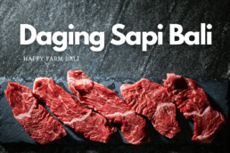 Daging Sapi Bali