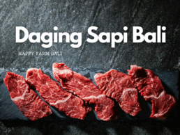 Daging Sapi Bali