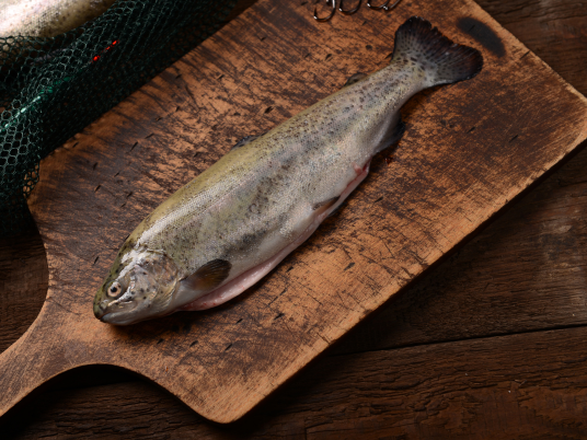 Horeca Trout Supplier