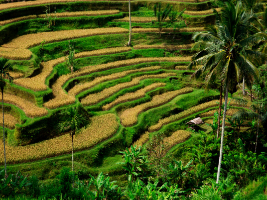 Supplier Daging Gianyar Terbaik