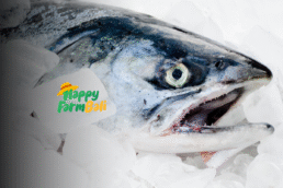 Supplier Salmon Coho Happy Farm Bali