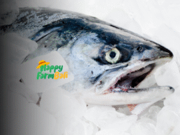 Supplier Salmon Coho Happy Farm Bali