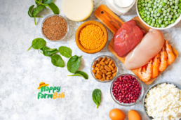 Protein Supplier Bali
