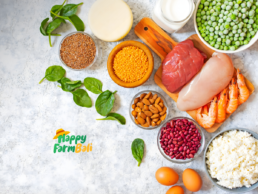 Protein Supplier Bali