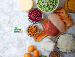 Protein Supplier in Bali