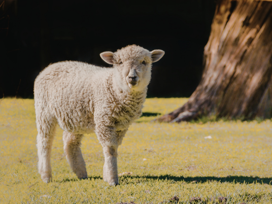 Supplier Lamb Rack Bali