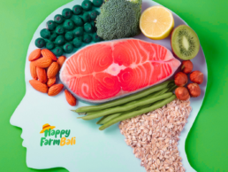 Supplier Ikan Salmon Bali