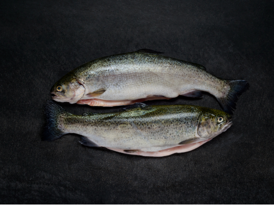 Supplier Ikan Salmon Bali