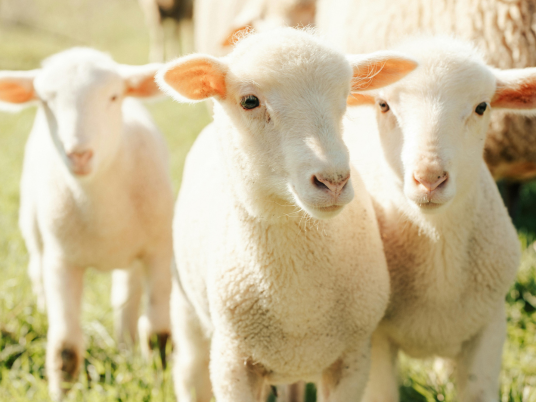 Supplier Lamb Shank Lokal