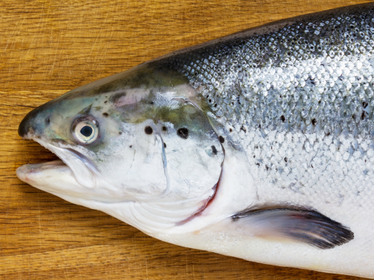 Bali Salmon Supplier