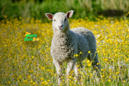 Lamb Supplier