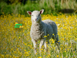 Lamb Supplier