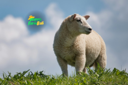 supplier lamb