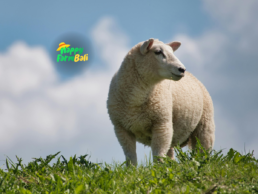 supplier lamb