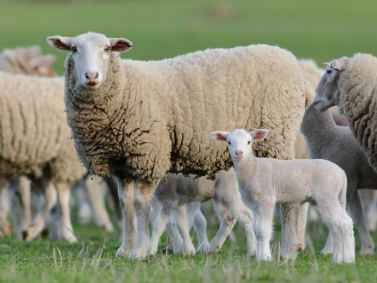 The Differences Between Lamb and Goat Meat
