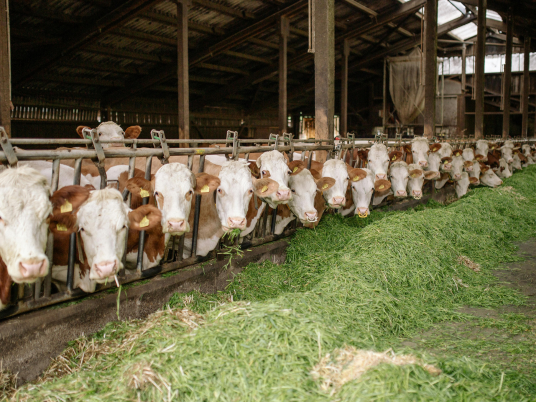 Grass-Fed vs Grain-Fed Beef