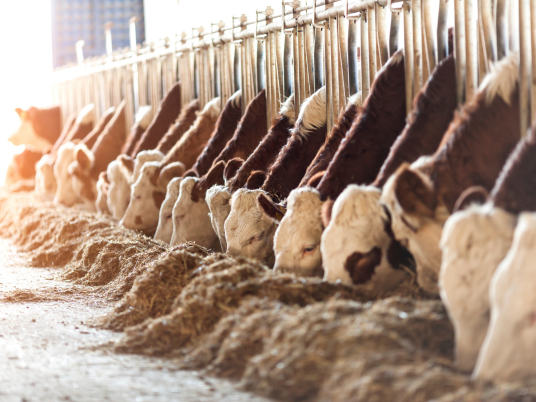 Grass Fed vs Grain Fed
